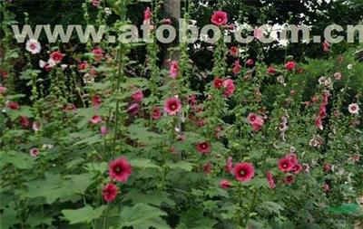 大花蜀葵 优雅绽放的花木瑰宝