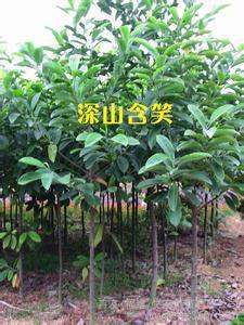 深山含笑花卉——叶白兰的批发供应介绍