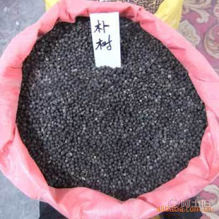 厂家直销优质林木种子 红豆杉、国槐、红枫、重阳木等，保质保量