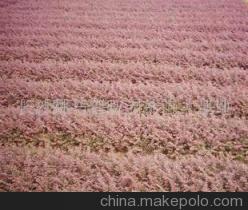 常年低价供应优质大圆叶红花继木及造型产品——长沙县跳马乡森旺花卉苗木场