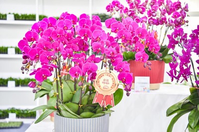 花漾生活，融合自然与日常——第三届广州国际(流溪)花卉博览会侧记